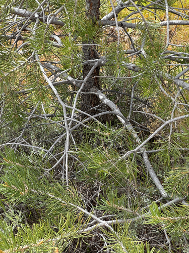 Colorado Pinyon