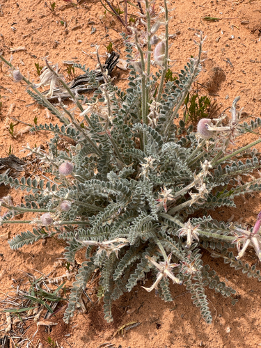 Woolly Locoweed