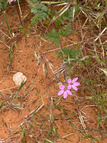 Redstem Stork's-bill