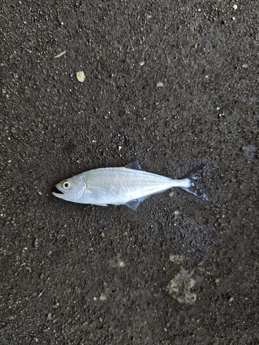 Scomberoides lysan