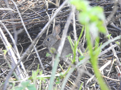 Brush Rabbit observed by horsepuppy