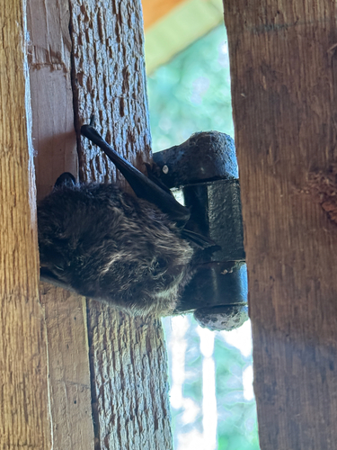 Silver-haired Bat observed by momomcmullen