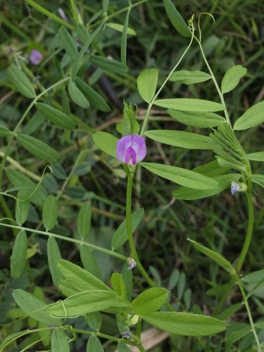 Common Vetch