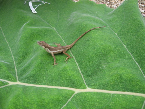 Dunn's Anole