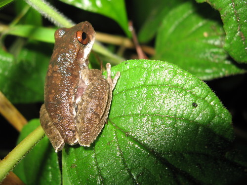 Schultze's Mountain Stream Frog