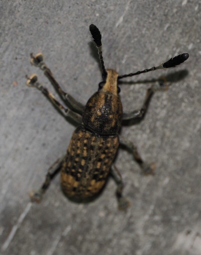 Rasham Insect Rawasia ritsemae from 香港汀角 on April 16, 2026 at 07:39 PM by Tony ...