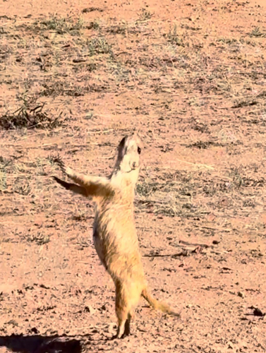 Black-tailed Prairie Dog observed by dylanmcdiarmid
