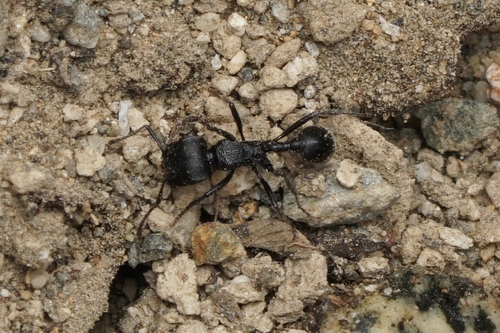 暗黑须蚁Pogonomyrmex atratus