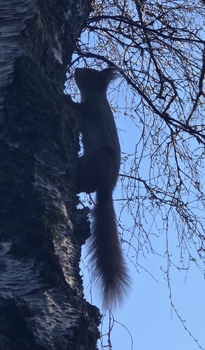 Eurasian Red Squirrel