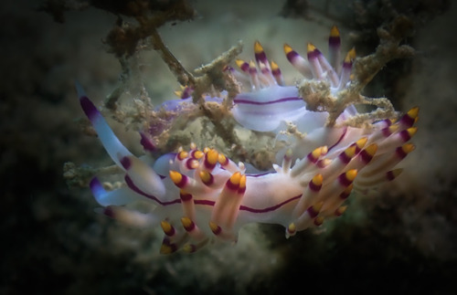 Purple Flabellina