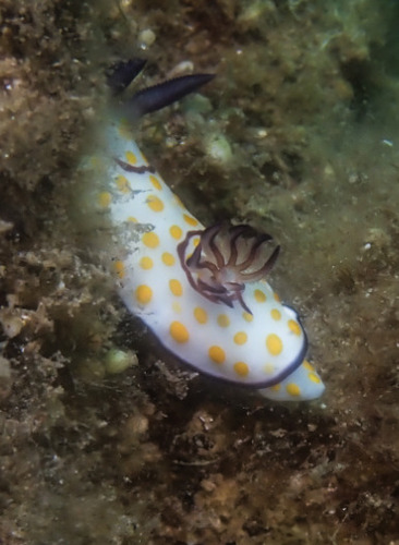 Ringed Goniobranch