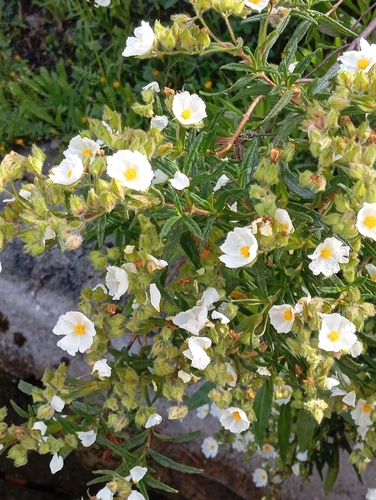 Avistamiento Estepa negra (Cistus monspeliensis)