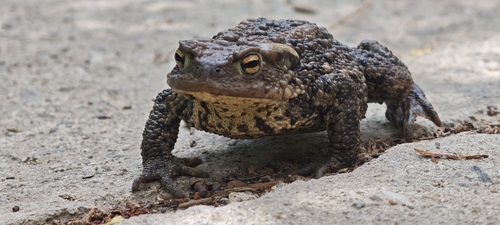 European Toad