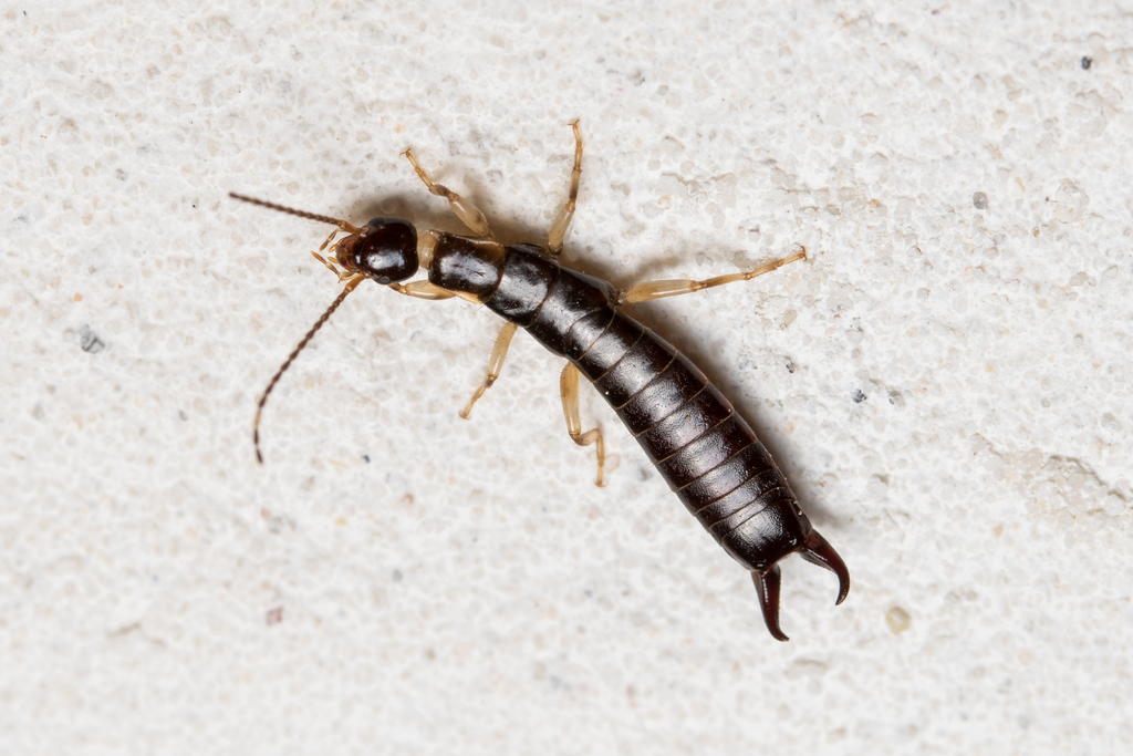 Euborellia femoralis from Thessalia, Greece on August 30, 2018 at 11:17 ...