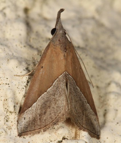 Brown Triangle Snout