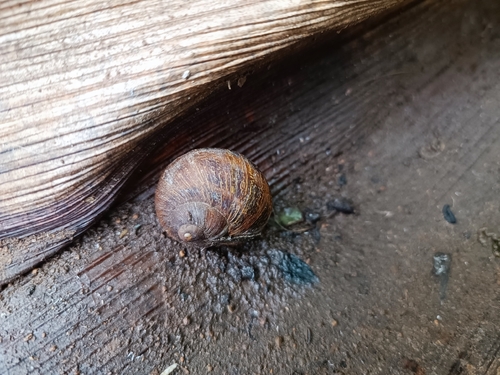 Cornu aspersum