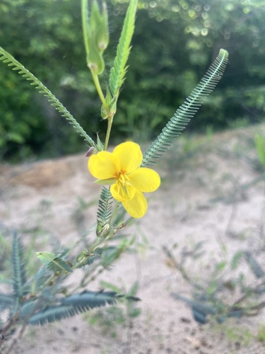 Texas Sensitive Pea