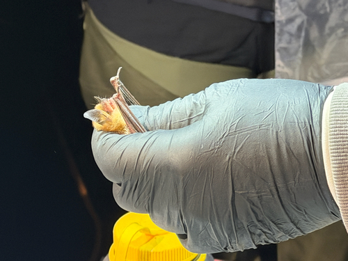 Fringed Myotis