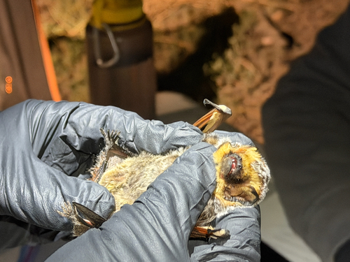 Northern Hoary Bat observed by desertbrat
