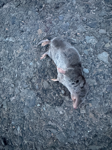 Northern Short-tailed Shrew observed by racheladler