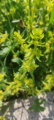 Crosswort