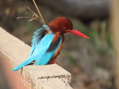 White-throated Kingfisher