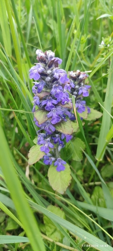 carpet bugle