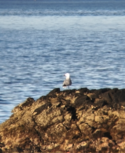 Avistamiento Gaviota de Audouin