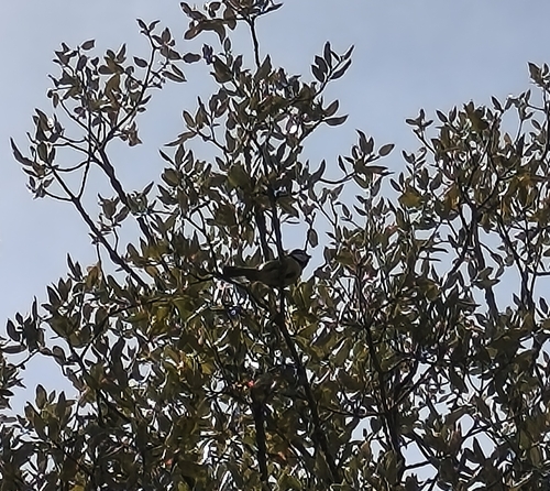 Avistamiento Cyanistes caeruleus