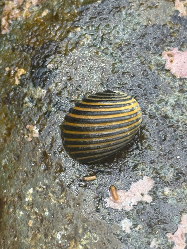 Costate Nerite — seen at this dive site