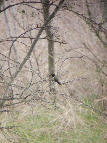 Black-chinned Hummingbird observed by tri-sarah-tops-satx