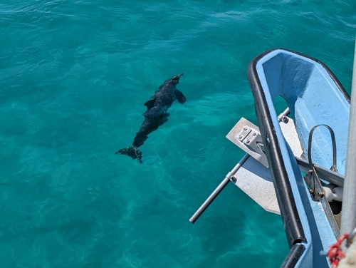 Common Bottlenose Dolphin observed by benmn