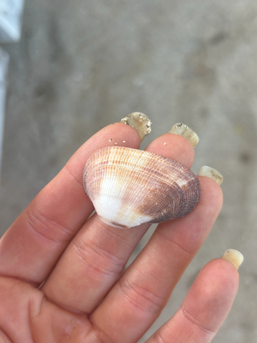 Almond Ark — seen at this dive site