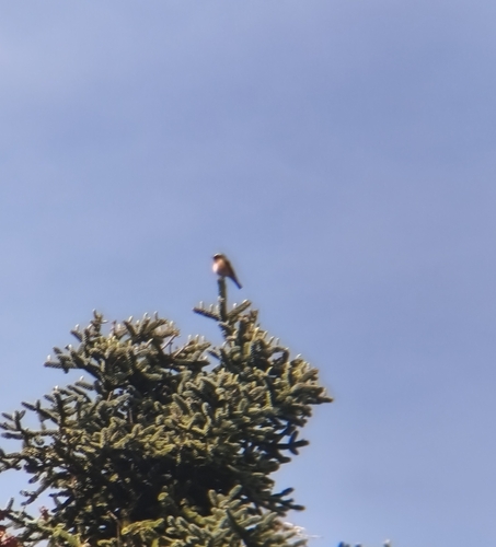 Common Redstart
