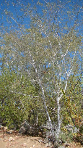 Albizia occidentalis Brandegee