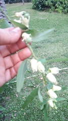 Passiflora biflora image