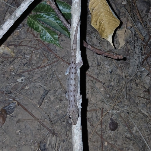 Asian House Gecko