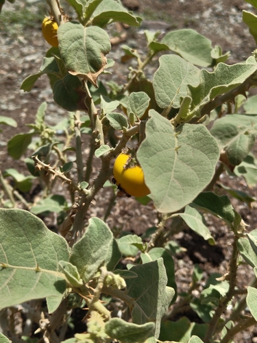 bitter tomato