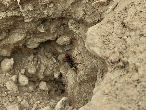 Oriental Hornet