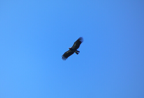 California Condor observed by vandalryan