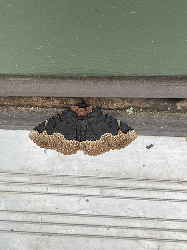 Horrid Zale Moth