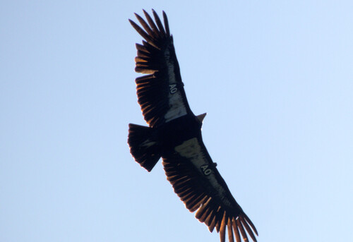 California Condor observed by vandalryan