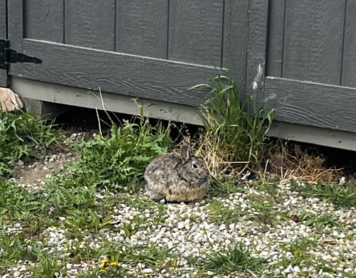 Mountain Cottontail observed by krosestone