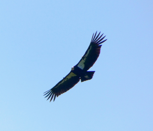 California Condor observed by vandalryan