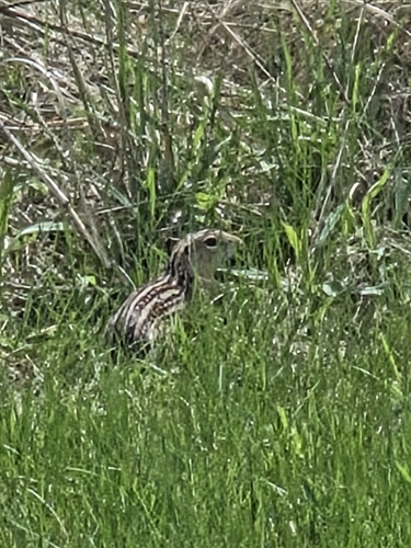 Thirteen-lined Ground Squirrel observed by henry685