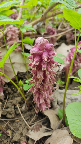 Common Toothwort