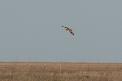 Coruja-do-nabal observed by zefontes