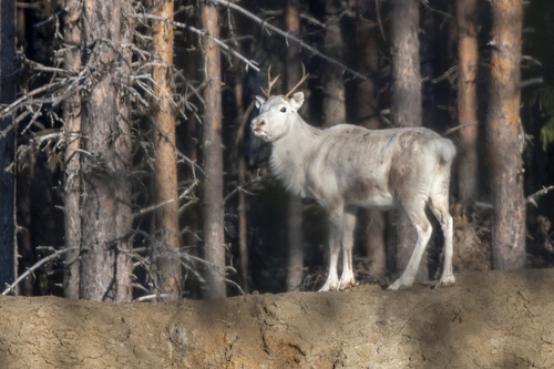 Caribou observed by tomaswijk