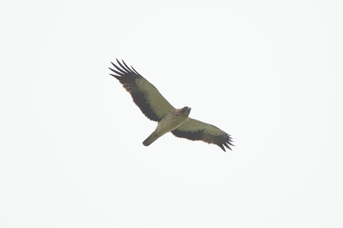 Avistamiento Aguila calzada
