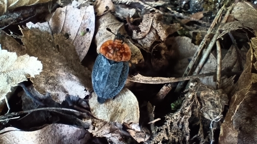 Red-breasted Carrion Beetle